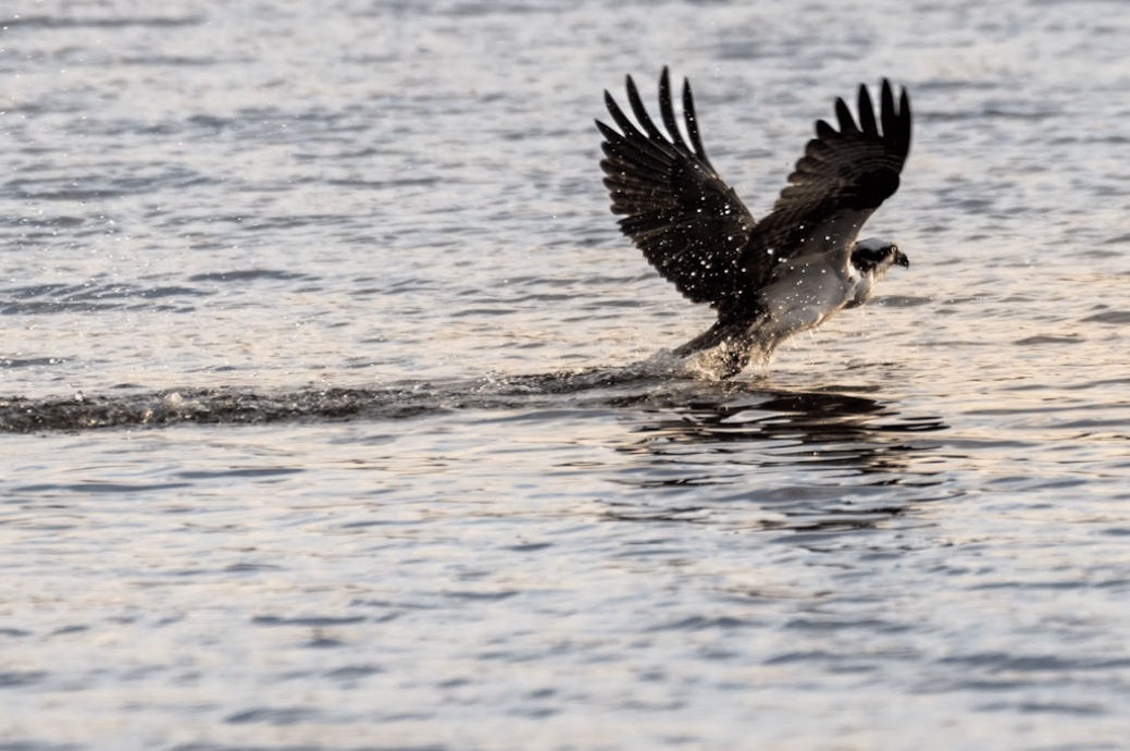 A large bird flying over a body of water at Lakewood Ranch, Florida